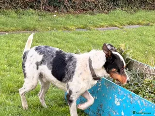 Border Collie dogs Collie cross blue healer - Advert 2