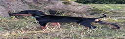 Dobermann dogs for sale: KC registered Dobermann pups - Advert 7