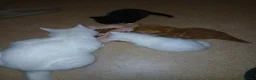 Turkish Angora cats for sale: Angels available soon  - Advert 3