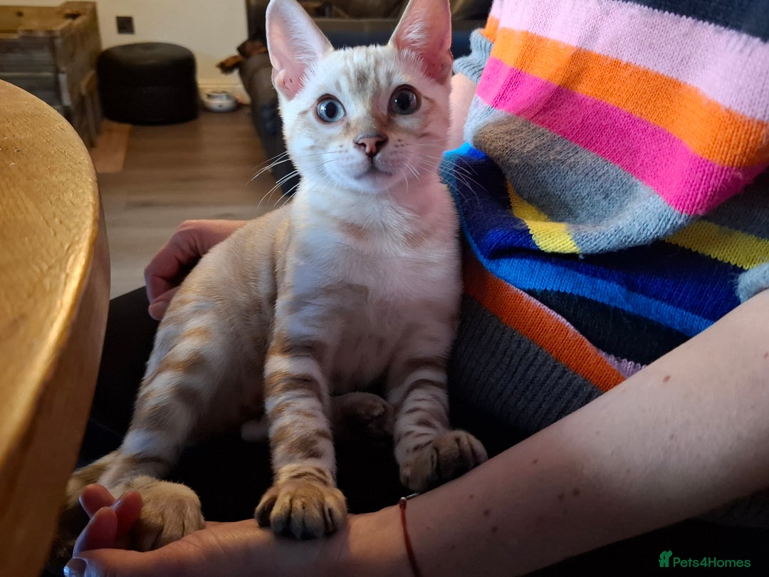 Bengal cats for sale: Prenium TICA registered Bengal Kittens - Image 11
