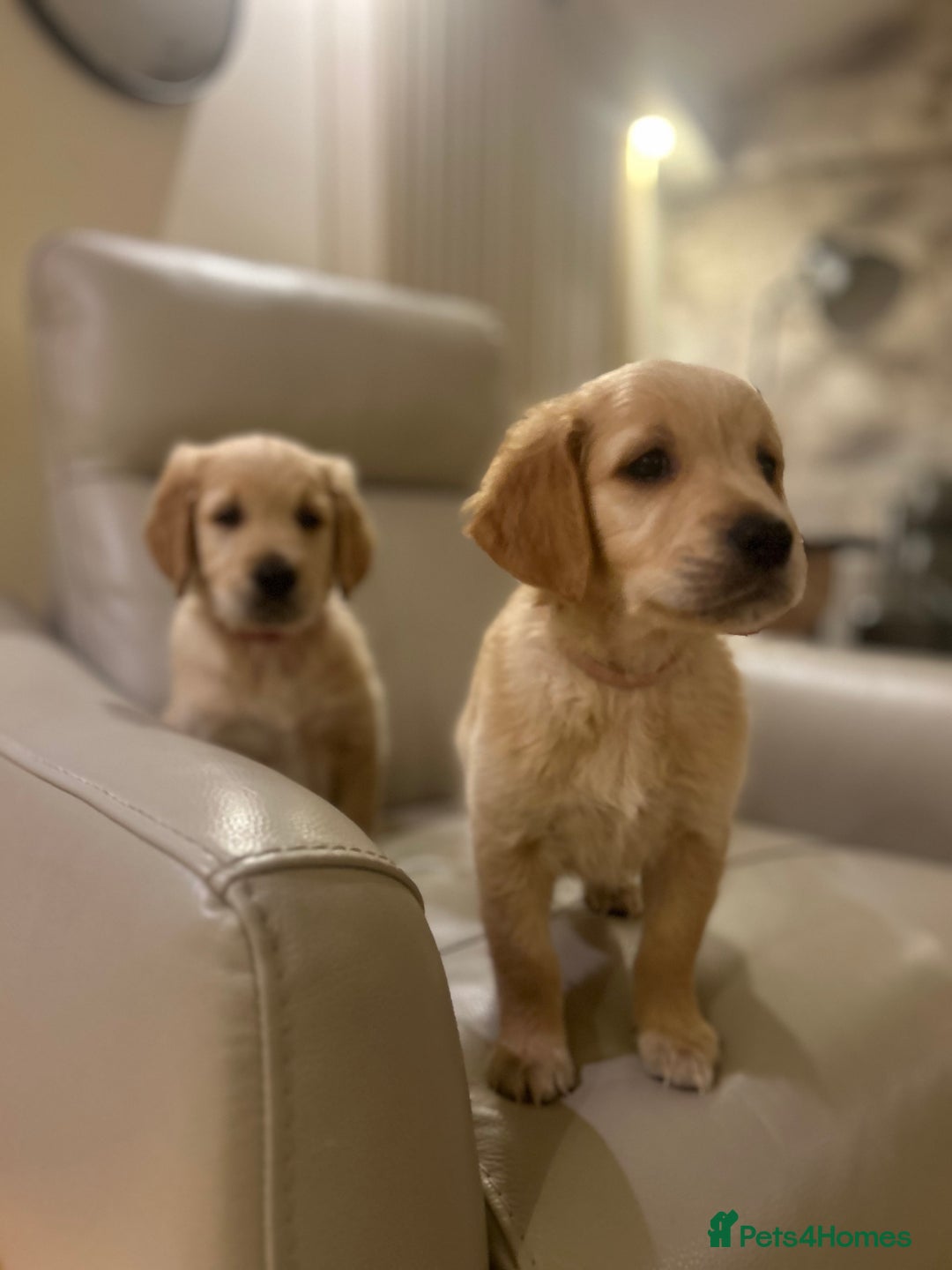 Golden Retriever dogs for sale: Gorgeous golden retriever puppies for sale - Image 14