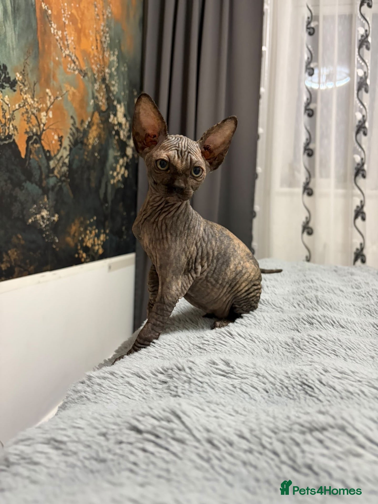 Sphynx cats for sale: 😍Two Beautiful Sphynx Girls😍 - Advert 21