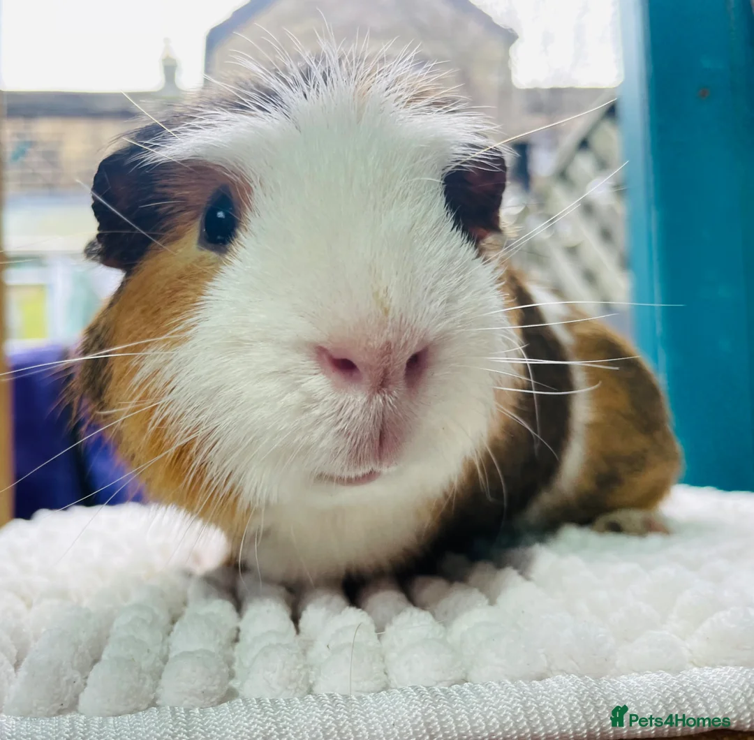 Guinea Pig rodents for sale: Pair of gorgeous male guinea pigs  - Advert 2