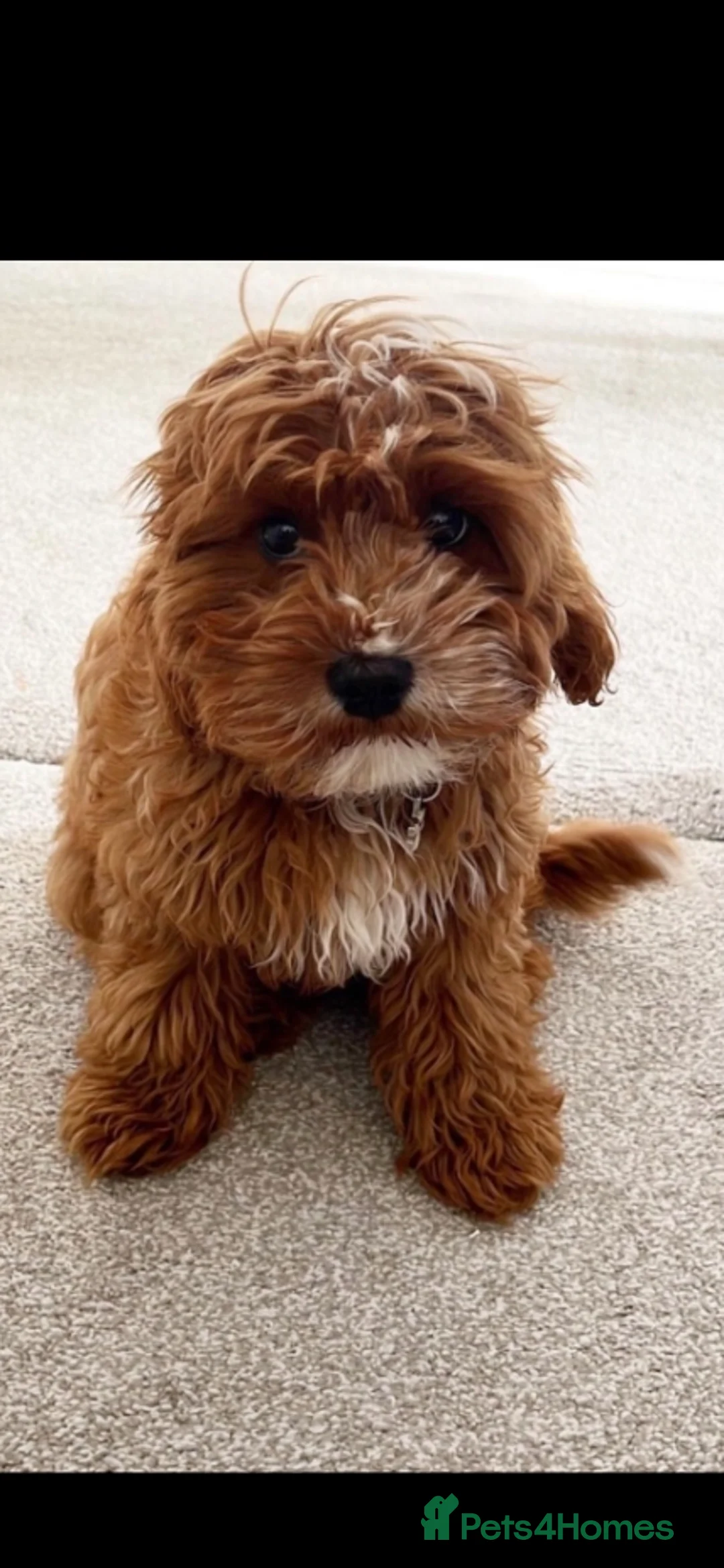 Mixed Breed dogs for sale: Beautiful cocker spaniel & Cavapoo puppies  in Bingley - Advert 13