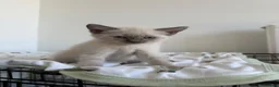 Ragdoll cats for sale: Ragdoll x kittens for sale  in Bristol - Advert 10