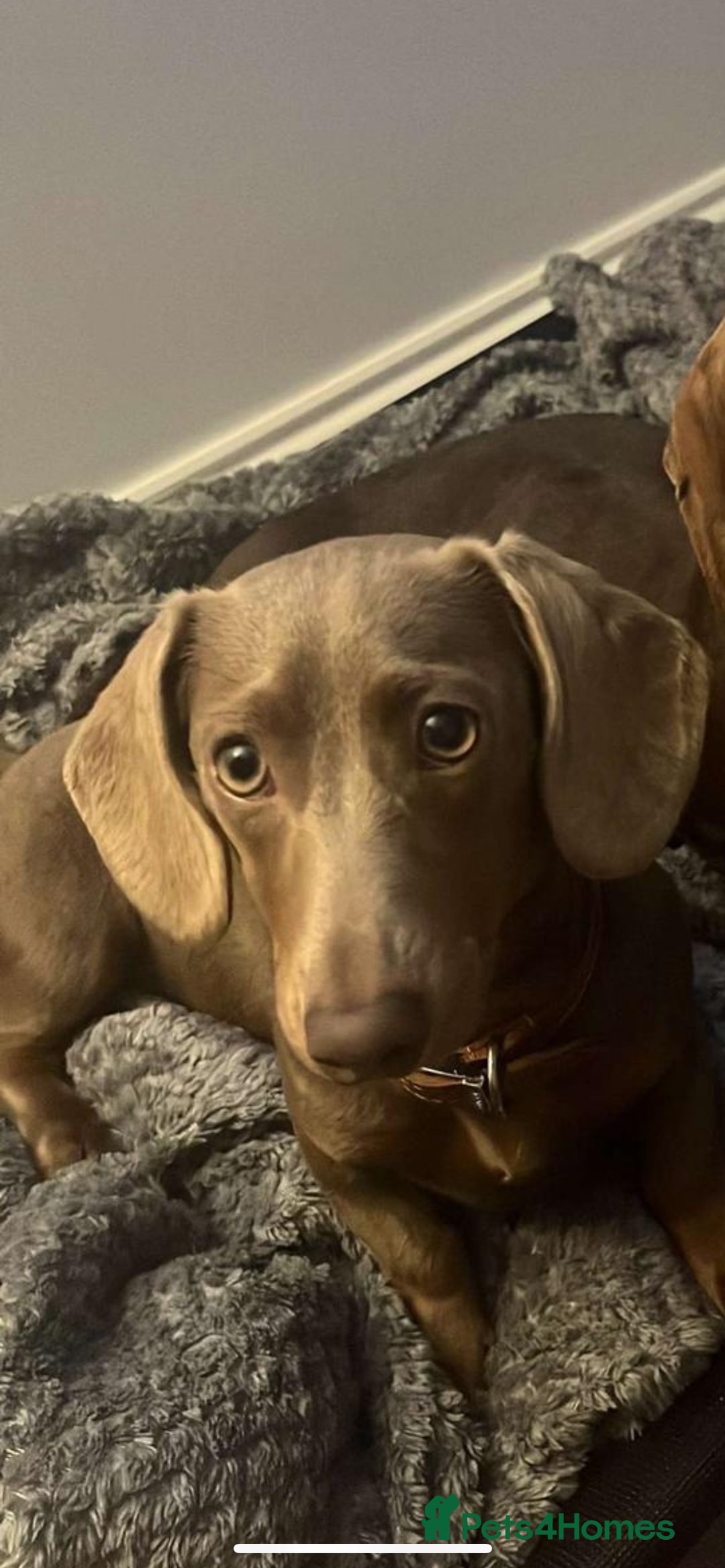 Miniature Dachshund dogs for sale: Last Isabella boy mini dachshund REDUCED  - Advert 5
