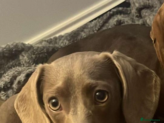 Miniature Dachshund dogs Kc Miniature Dachshund - Advert 1