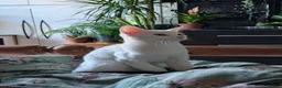 Mixed Breed cats for sale: Shylo - Advert 6