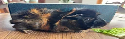 Guinea Pig rodents for sale: Abyssinian Neutered male Guinea pig   in Hereford - Advert 2