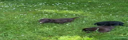 Flat coated Retriever dogs for sale: Gorgeous liver and black Flatcoat Retrievers - Advert 17