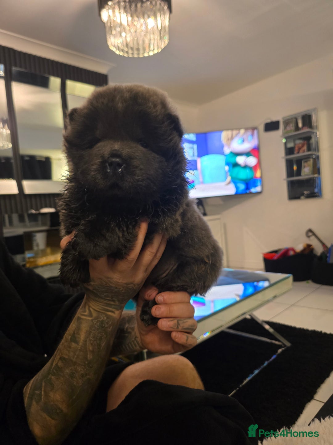 Chow Chow dogs for sale: Stunning babies  - Advert 9