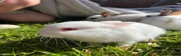 Mixed Breed rabbits for sale: Gorgeous mixed dwarf lop bunnies  - Advert 7