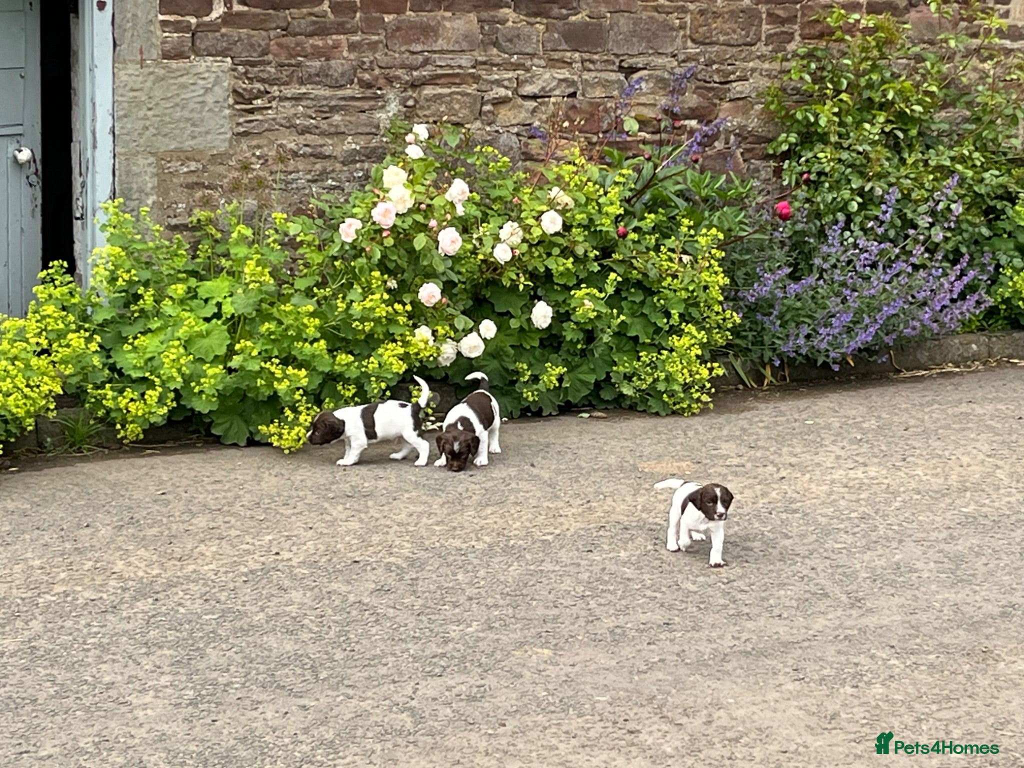 English Springer Spaniel dogs Springer Spaniel Puppies  - Advert 2