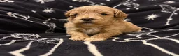 Maltipoo dogs for sale: Maltipoo puppies for sale  - Advert 9