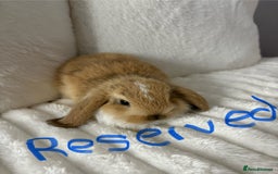 Mini Lop rabbits for sale: Mini lop bunnies for sale - Image 2