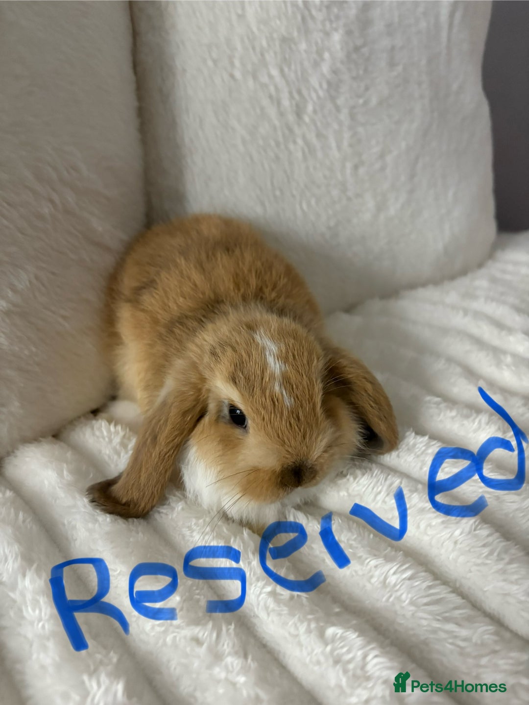 Mini Lop rabbits for sale: Mini lop bunnies for sale - Image 2