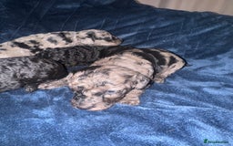 Labradoodle dogs for sale: *ONLY 2 LEFT*, ready to leave 31st oct!! - Image 23