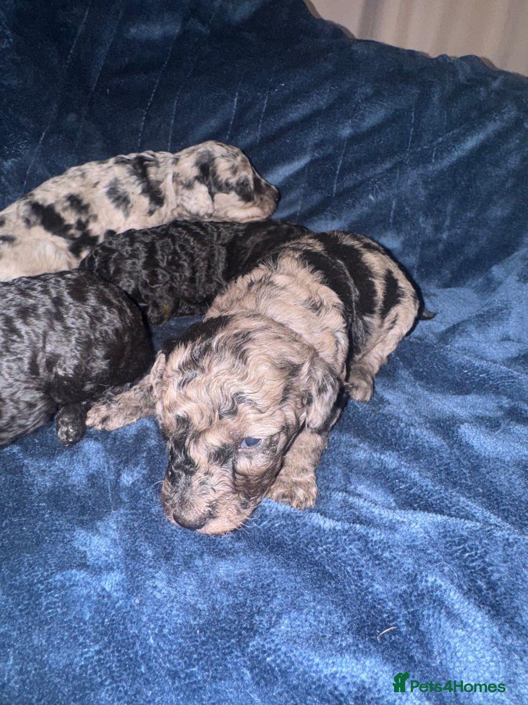 Labradoodle dogs for sale: *ONLY 2 LEFT*, ready to leave 31st oct!! - Image 23