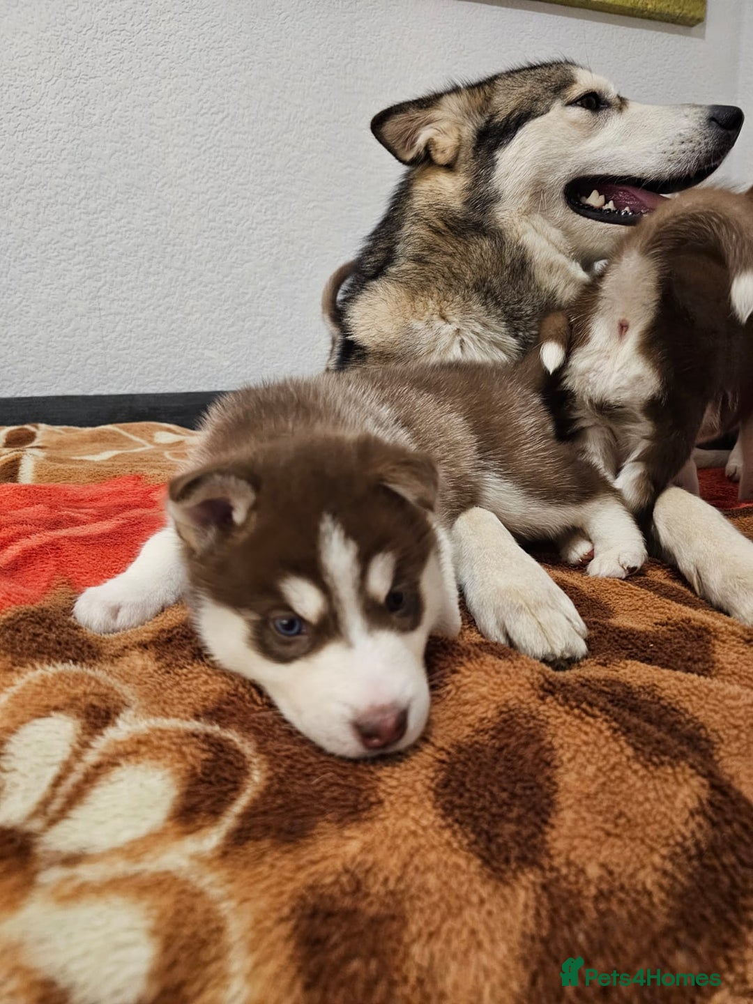 Siberian Husky dogs for sale: Stunning Husky puppies  - Advert 5