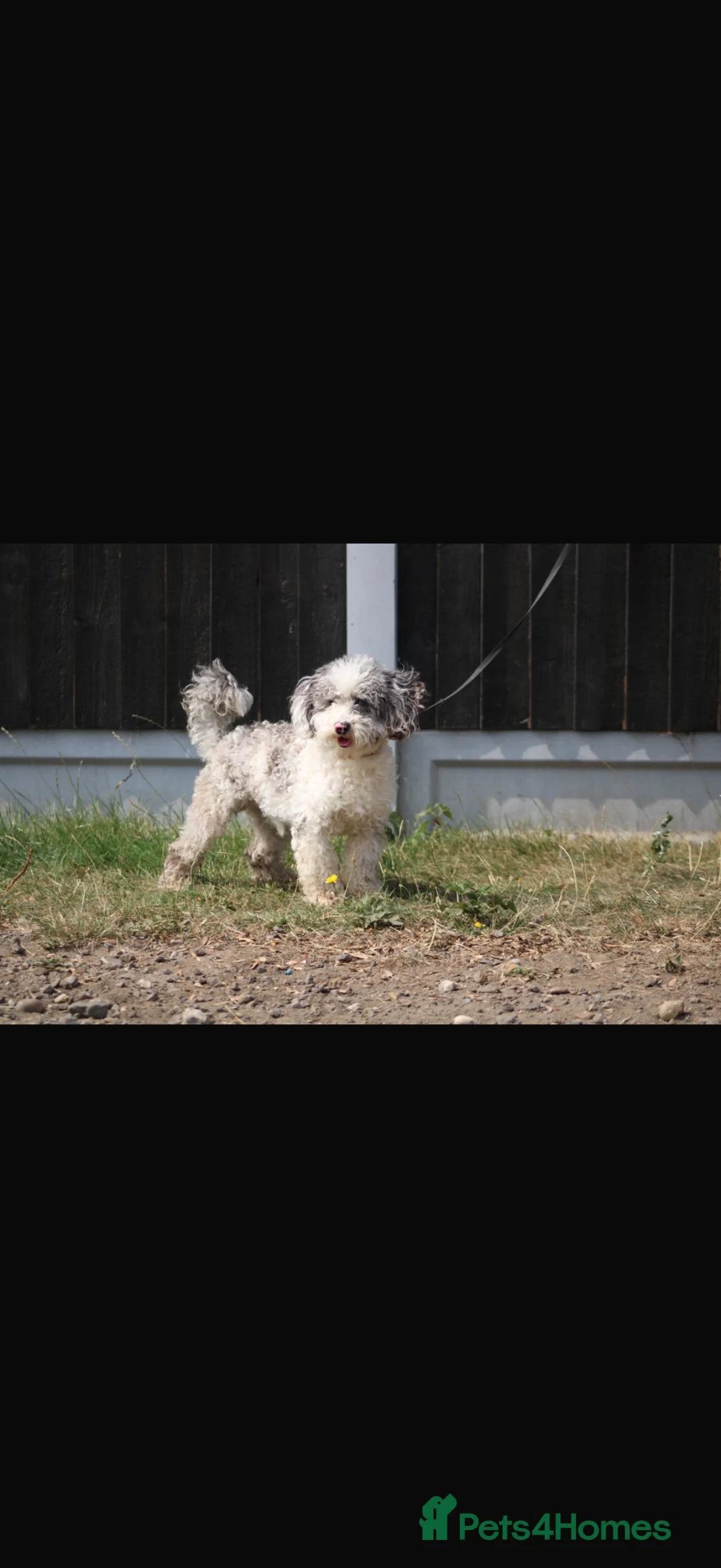 Maltipoo dogs for sale: 3 beautiful Maltipoos  - Advert 9