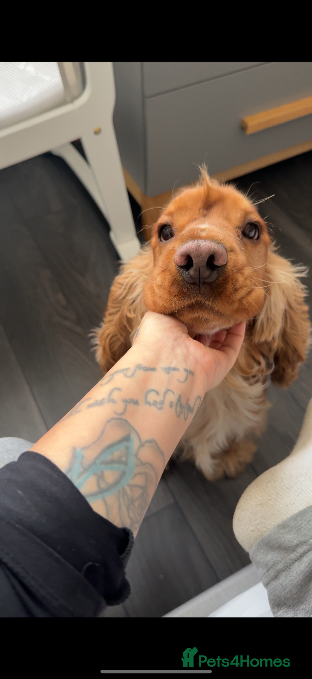 Cocker Spaniel dogs for sale: (Almost) 2 Year Old Cocker Spaniel Boy 🩵 - Advert 8