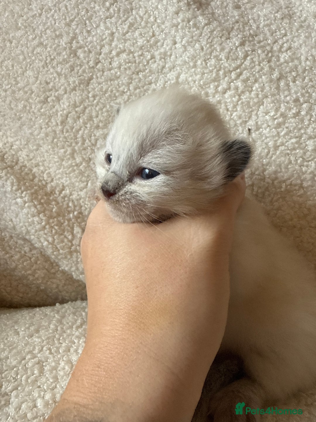 Ragdoll cats for sale: 🥰 blue Ragdolls 🥰 - Advert 13