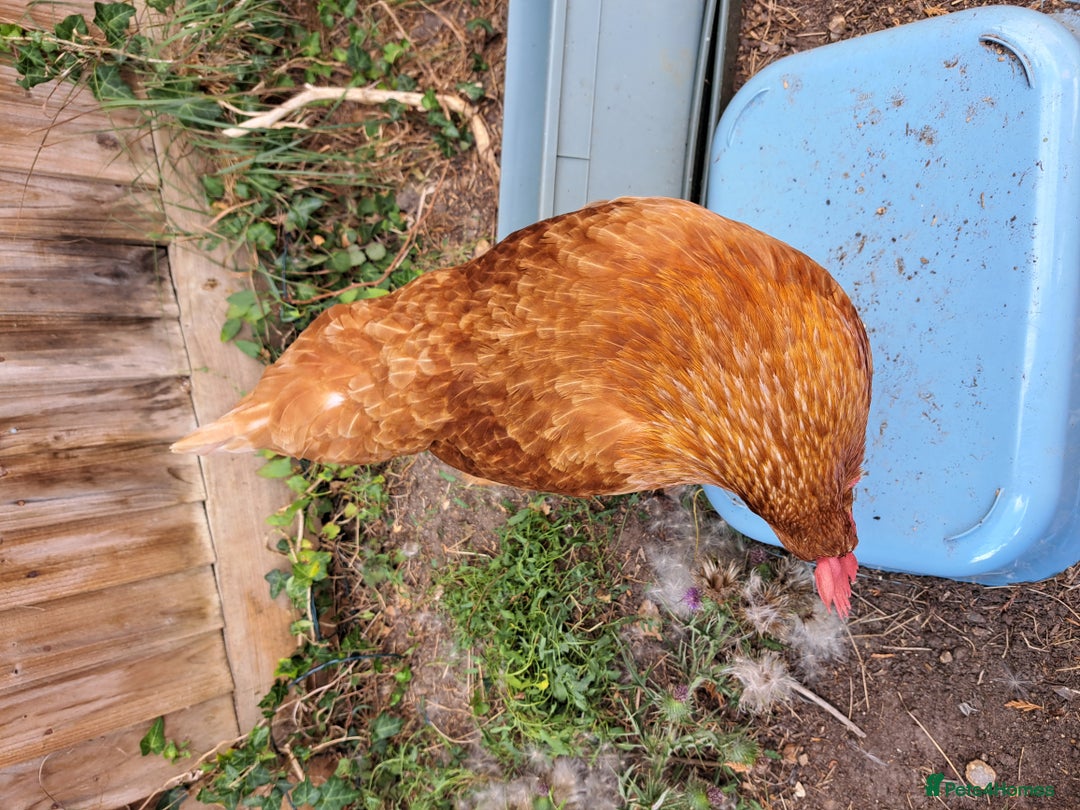 Chickens poultry for sale: Healthy, Happy ISA Brown Hen - Image 12