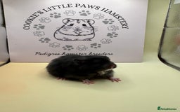 Hamster rodents for sale: Pedigree Syrian hamsters - Image 5