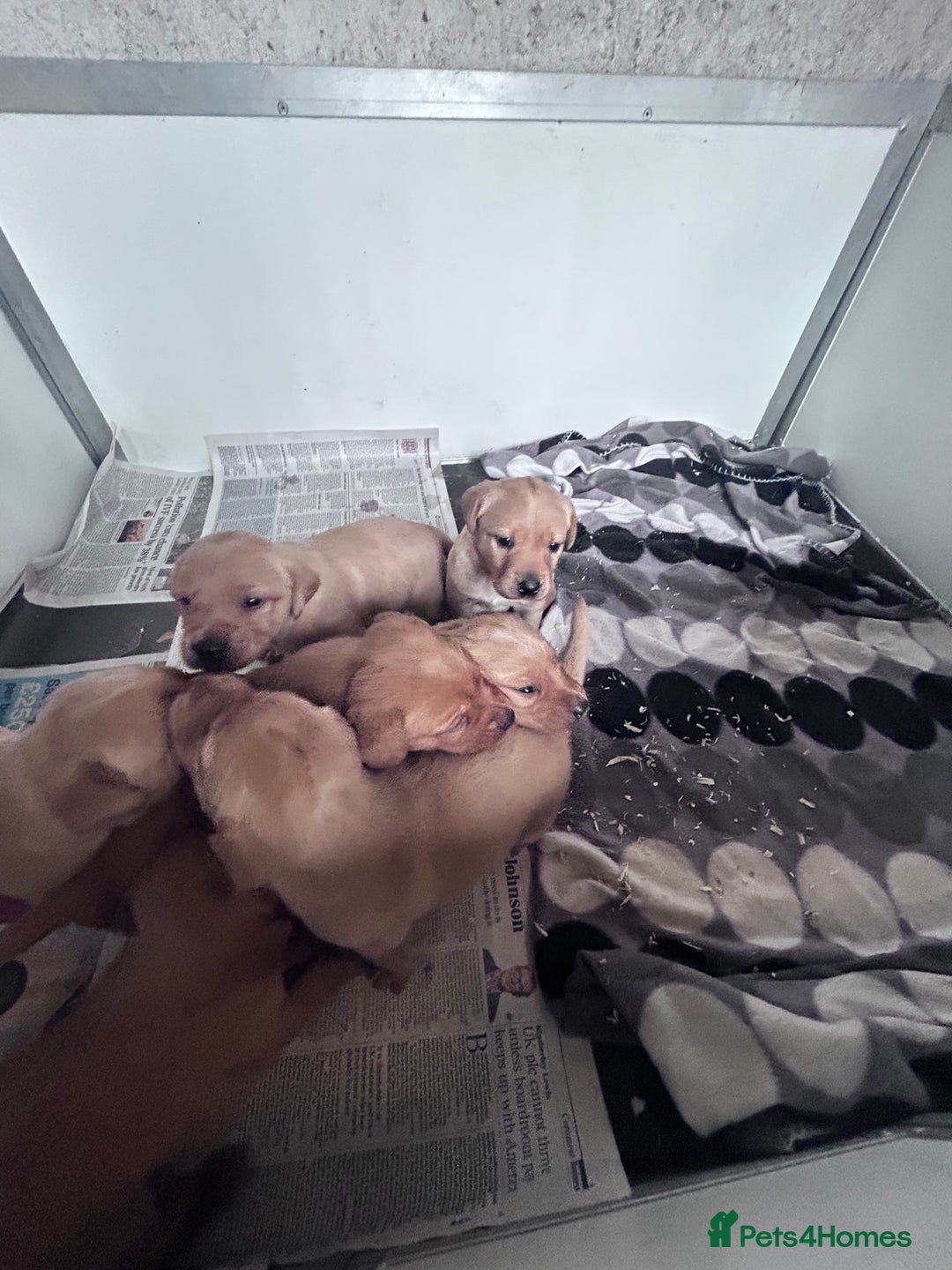 Labrador Retriever dogs for sale: Kc fox red Labradors - Image 5