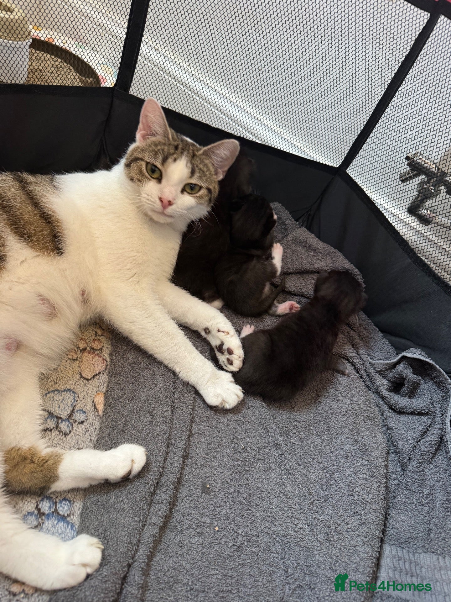 Domestic Shorthair cats 4 kittens for sale  - Advert 19