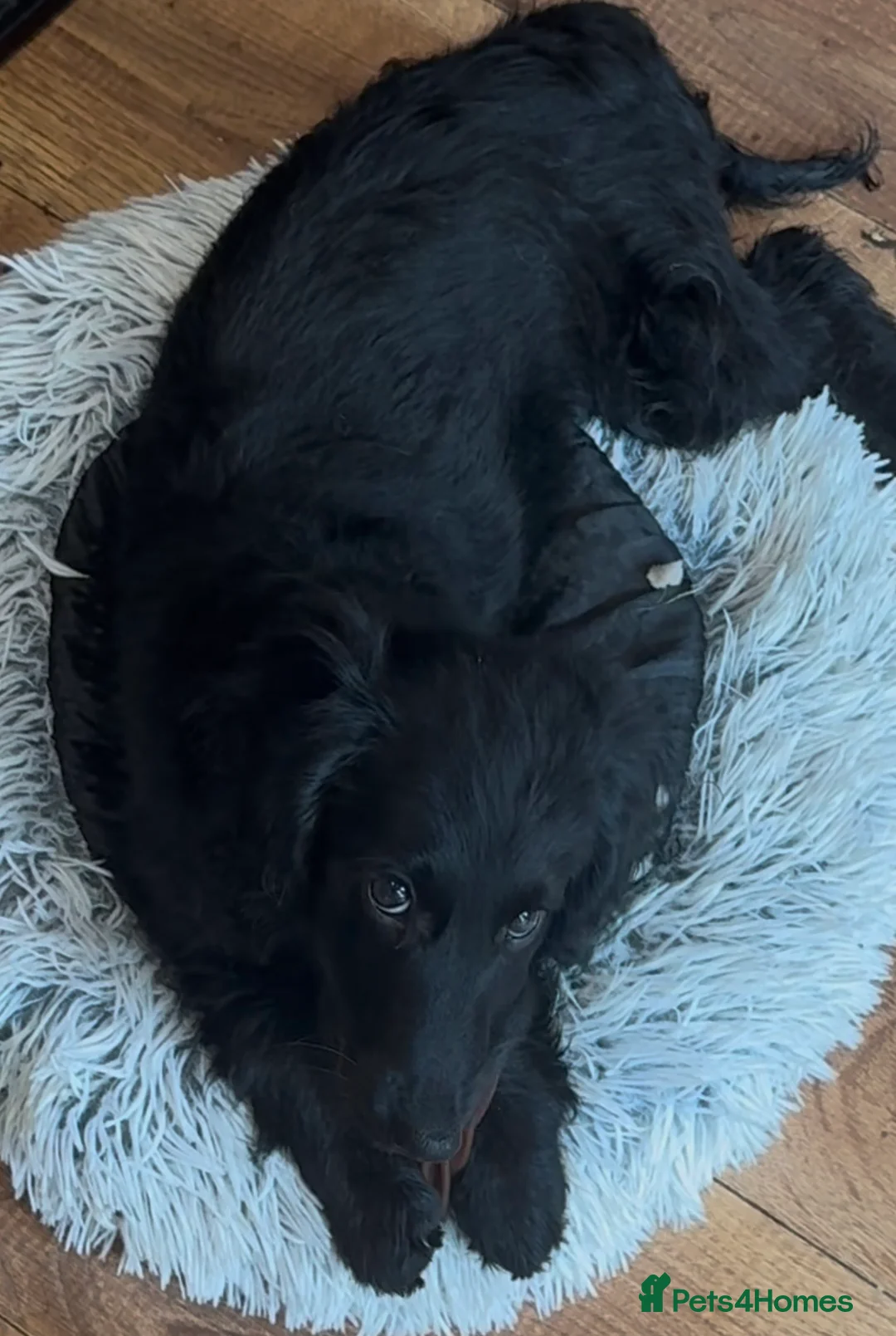 Cocker Spaniel dogs for sale: Cocker Spaniel (cockapoo) from genetically tested - Advert 2