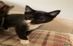 Mixed Breed cats for sale: Fluffy,bengal mixed,energetic kittens - Image 5