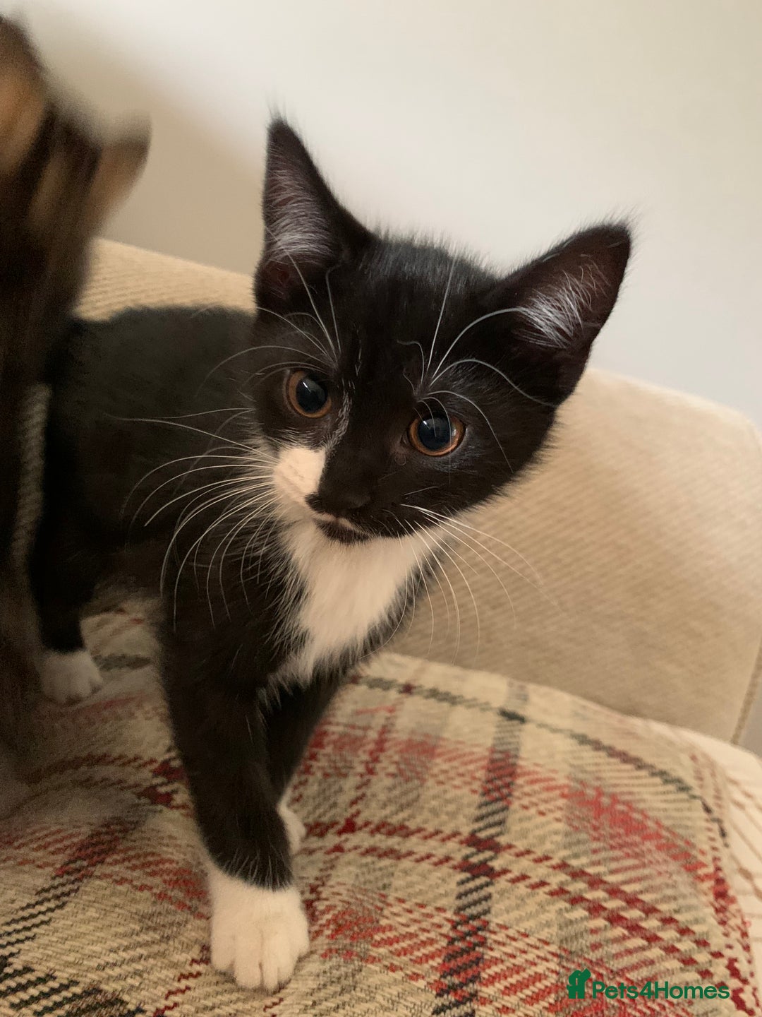 Mixed Breed cats for sale: Fluffy,bengal mixed,energetic kittens - Image 5