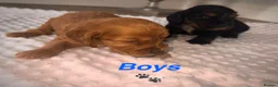 Cocker Spaniel dogs for sale: 🐾Show Type Cocker spaniel puppies 🐾 - Advert 5