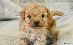 Cockapoo dogs for sale: Quality health tested F1bb Cockapoos  - Image 5