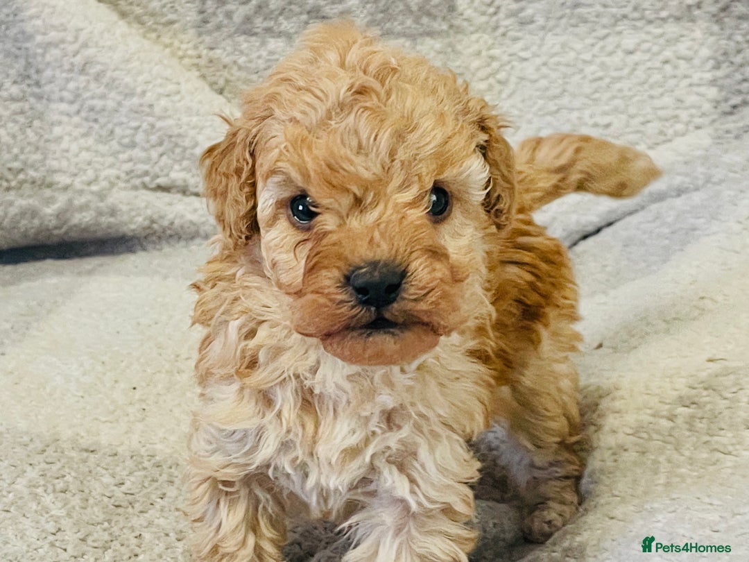 Cockapoo dogs for sale: Quality health tested F1bb Cockapoos  - Image 5
