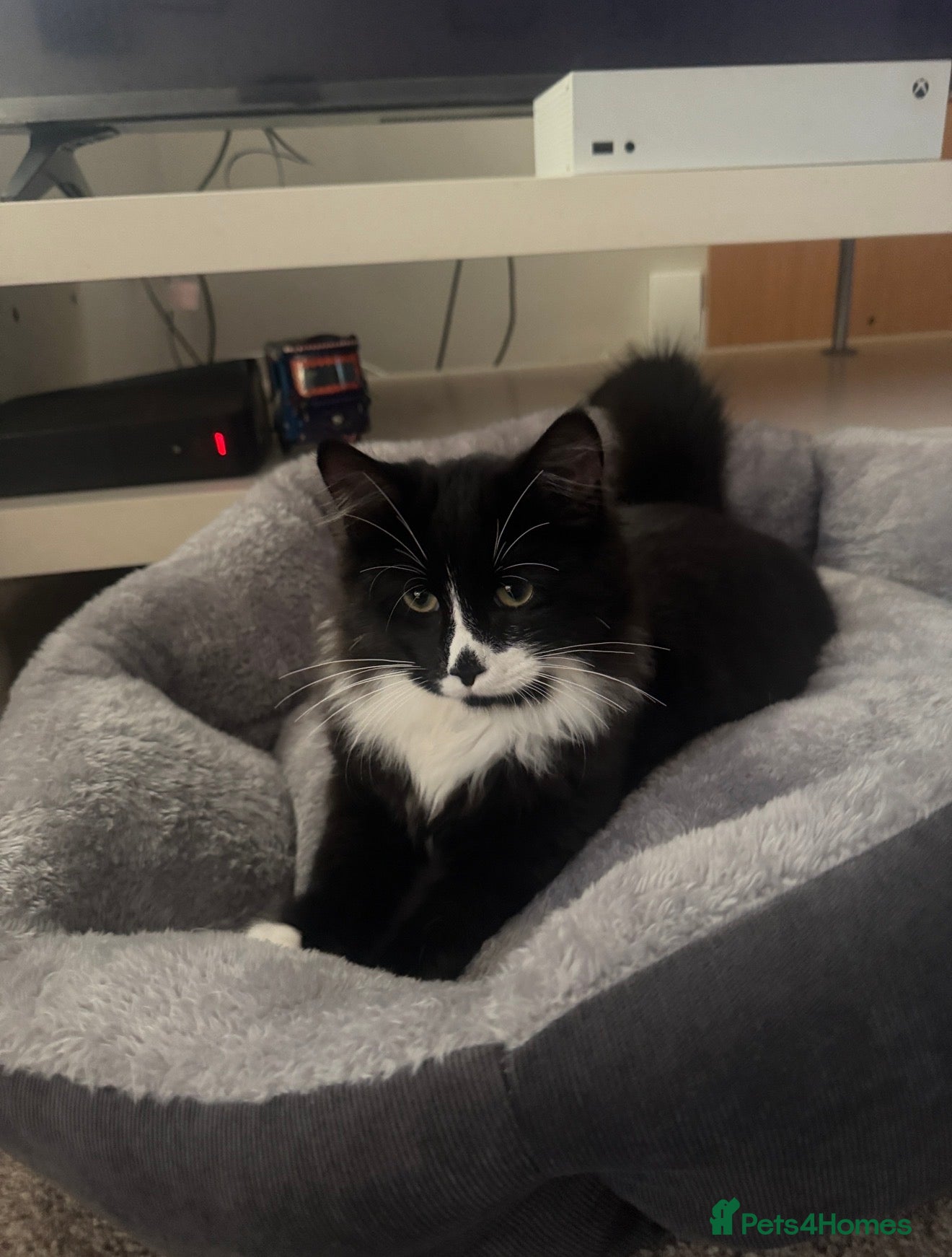 British Shorthair cats Adorable British Shorthair Tuxedo - Advert 1