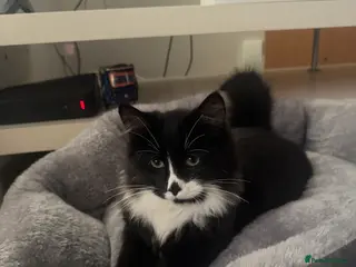 British Shorthair cats Adorable British Shorthair Tuxedo - Advert 1