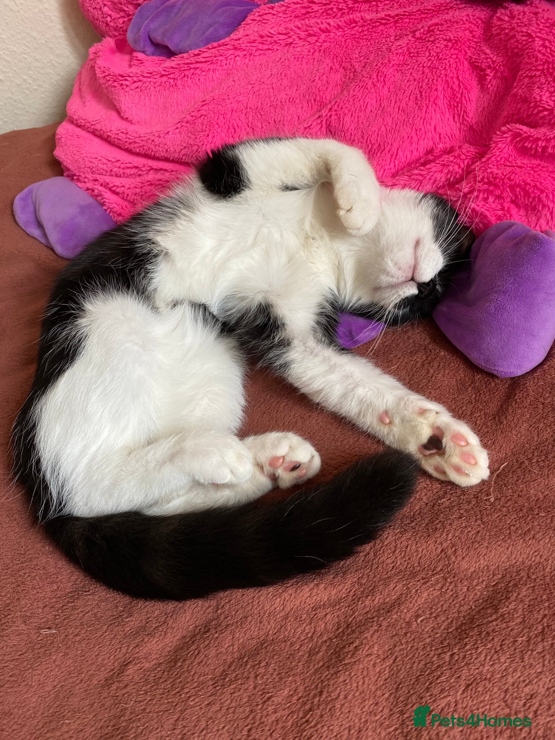 Mixed Breed cats for sale: Beautiful kitten  - Image 23