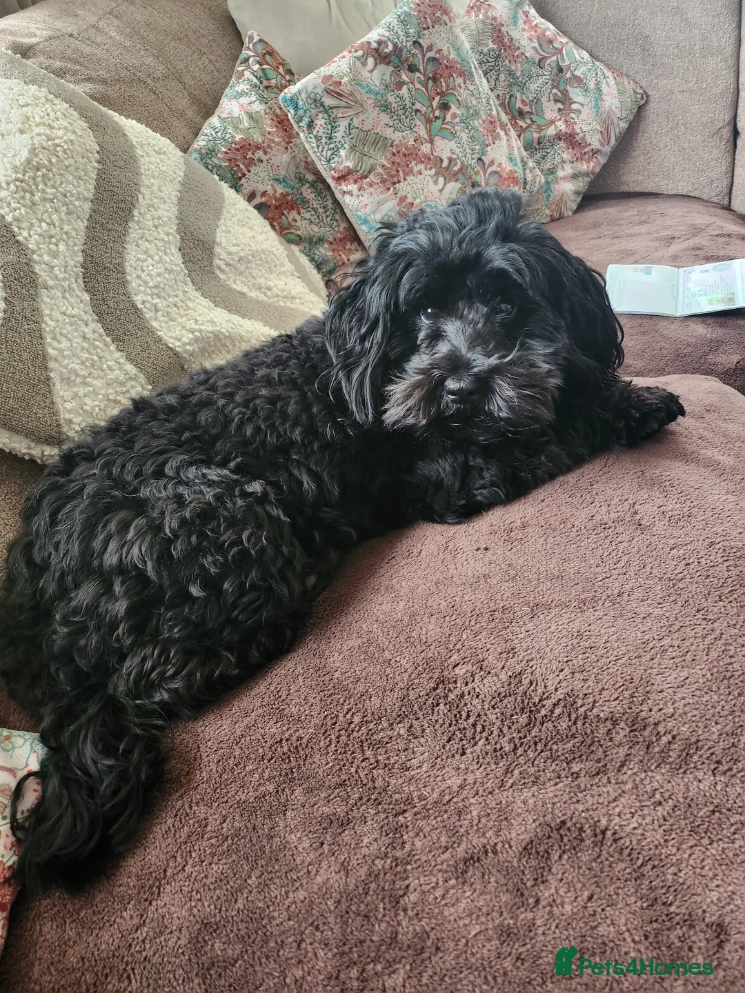 Cockapoo dogs for sale: Female cockapoo  - Advert 6