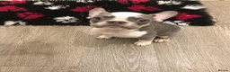 French Bulldog dogs for sale: ⭐ Last boy KC Registered Frenchies ⭐  - Advert 4