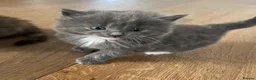 Mixed Breed cats for sale: Fluffy kittens for sale - Advert 2