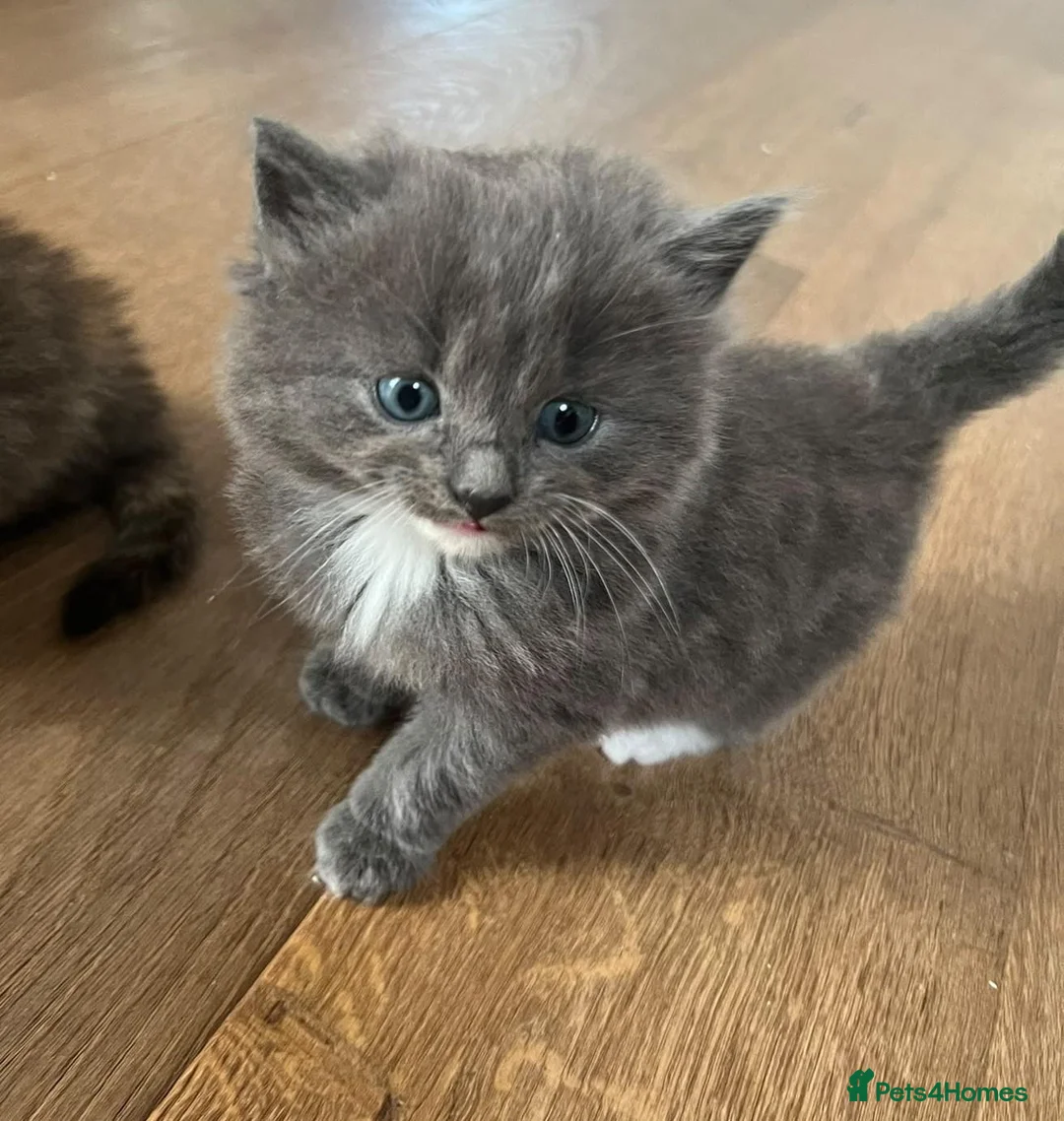 Mixed Breed cats for sale: Fluffy kittens for sale - Advert 2