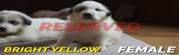 Pyrenean Mountain Dog dogs for sale: Adorable Puppies, Looking For Forever Homes! - Advert 13