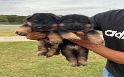 German Shepherd dogs for sale: Top Quality German Shepherd puppies  - Image 4