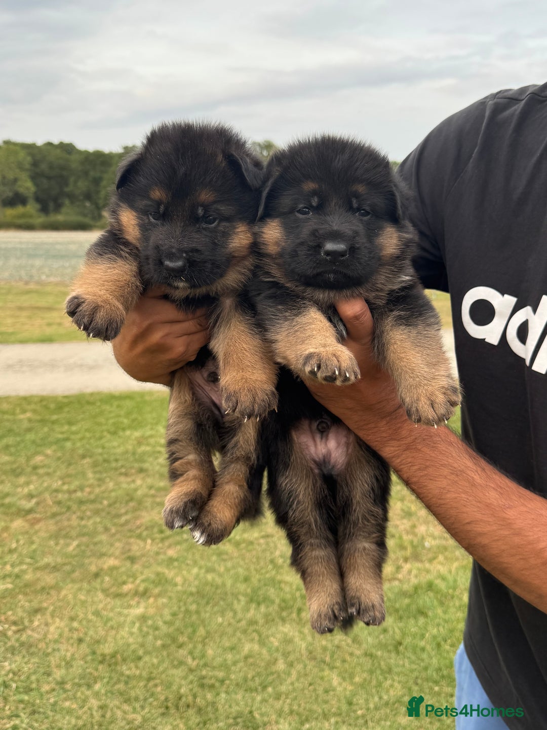 German Shepherd dogs for sale: Top Quality German Shepherd puppies  - Image 4