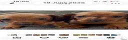 Dachshund dogs for sale: Beautiful Litter Standard KC reg Dachshunds  - Advert 5