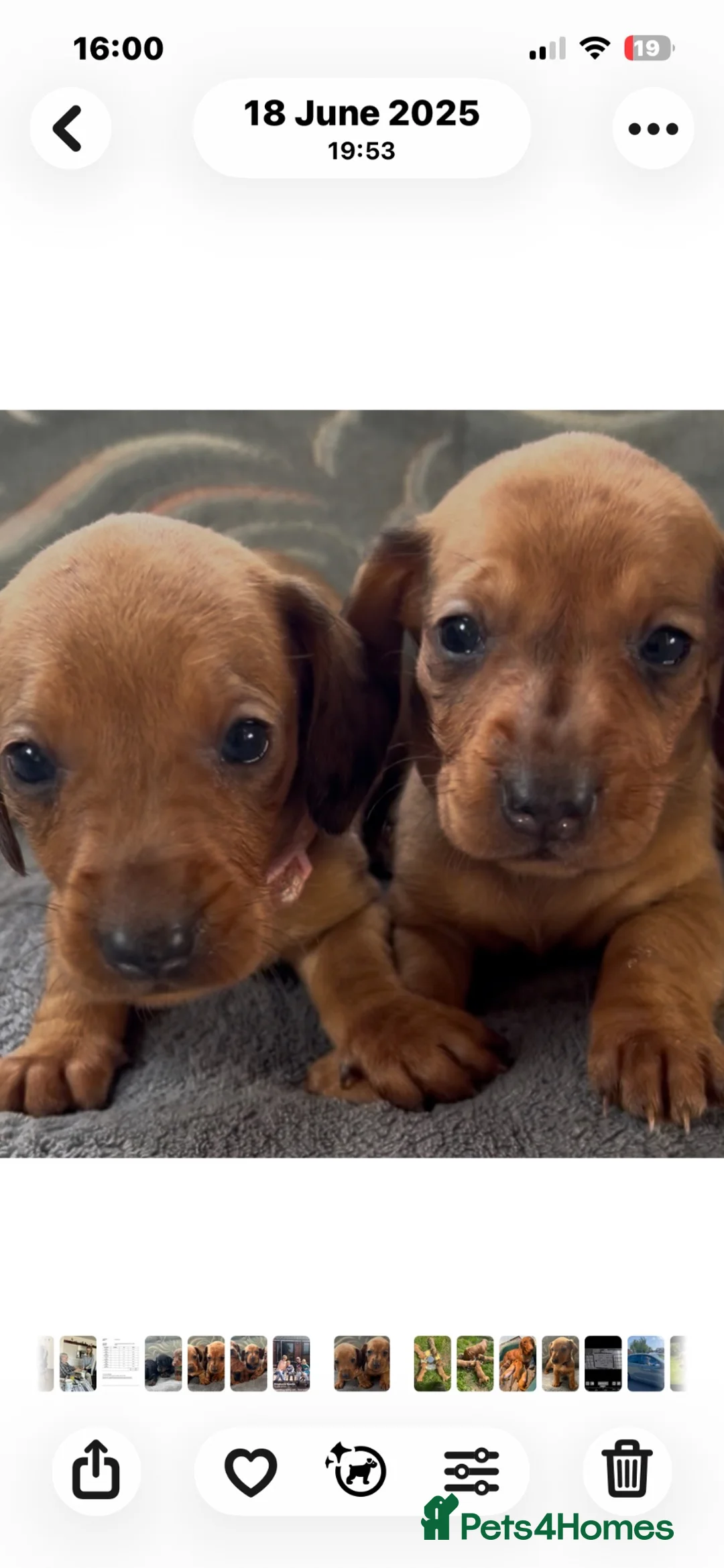 Dachshund dogs for sale: Beautiful Litter Standard KC reg Dachshunds  - Advert 5