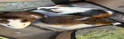 Guinea Pig rodents for sale: Male guinea pigs ready to leave soon  - Advert 9