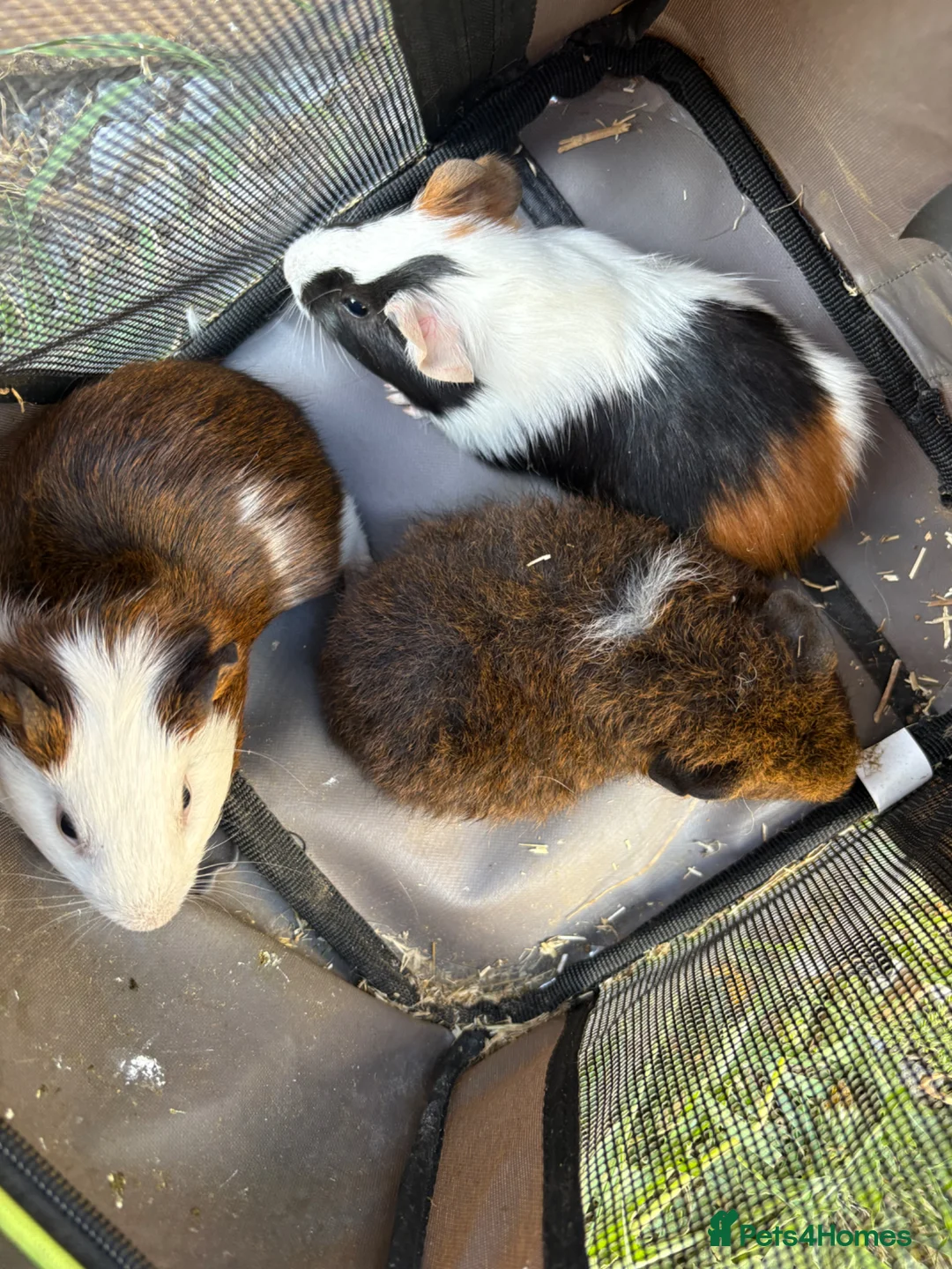 Guinea Pig rodents for sale: Male guinea pigs ready to leave soon  - Advert 9